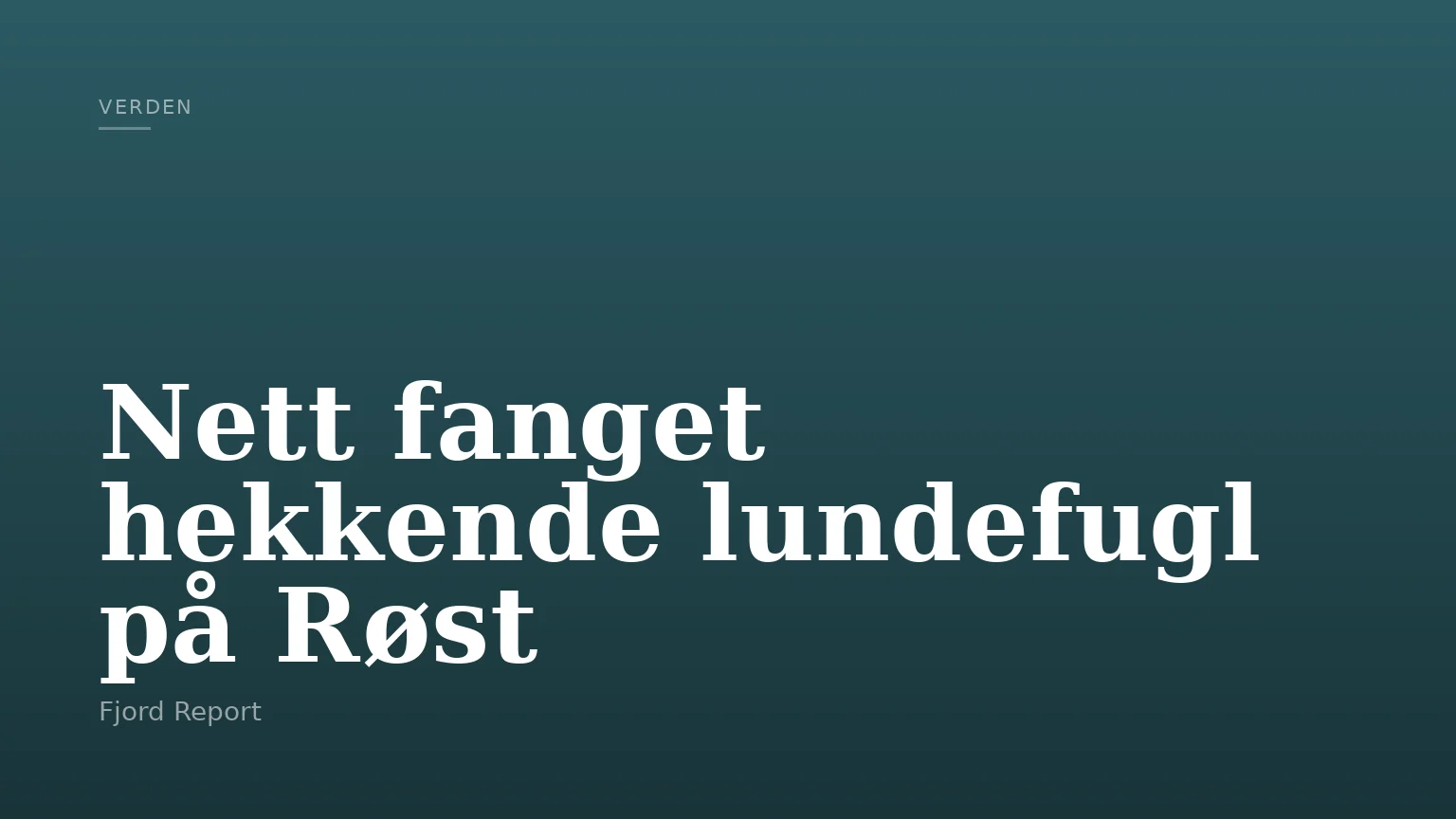 Nett fanget hekkende lundefugl på Røst