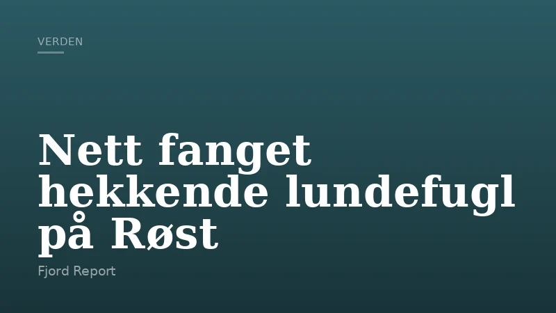 Nett fanget hekkende lundefugl på Røst